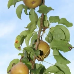 Appelboom (Malus Domestica ) -Aanbiedingen Tuin Vitaal Winkel appelboom 1