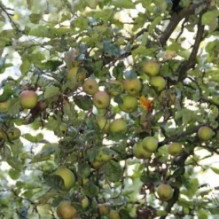 Appelboom (Malus Domestica ) -Aanbiedingen Tuin Vitaal Winkel appelboom 1 1