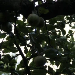 Appelboom (Malus Domestica ) -Aanbiedingen Tuin Vitaal Winkel appelboom 2 1