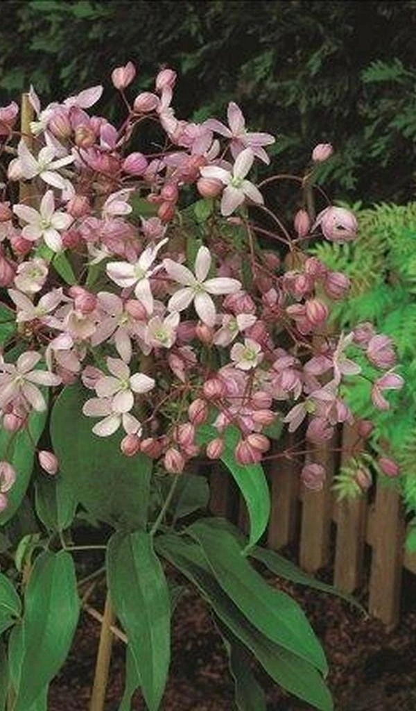Groenblijvende Clematis (Clematis Armandii 'Hendersonii Rubra') 1 Groenblijvende Clematis (Clematis Armandii 'Hendersonii Rubra')