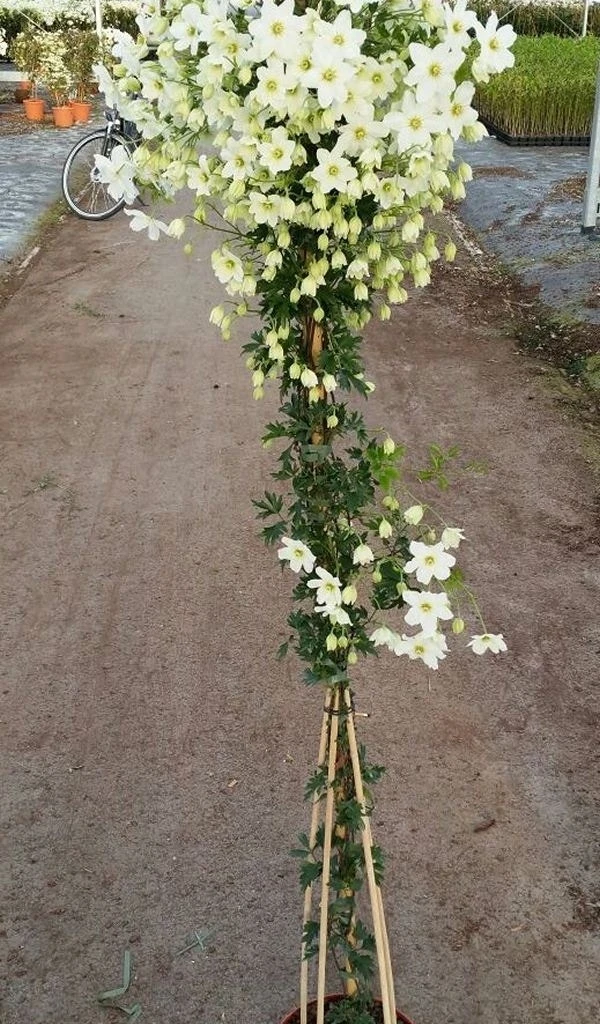 Groenblijvende Clematis (Clematis 'Avalanche') 3 Groenblijvende Clematis (Clematis 'Avalanche') - Afbeelding 3