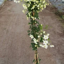 Groenblijvende Clematis (Clematis 'Avalanche') 5 Groenblijvende Clematis (Clematis 'Avalanche') -Aanbiedingen Tuin Vitaal Winkel avalanche r 180cm