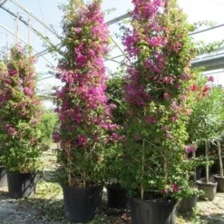 Bougainvillea Als Struik (Bougainvillea Glabra) -Aanbiedingen Tuin Vitaal Winkel bougainvillea glabra