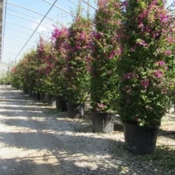 Bougainvillea Als Struik (Bougainvillea Glabra) -Aanbiedingen Tuin Vitaal Winkel bougainvillea glabra 3