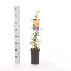 Trompetbloem (Campsis Radicans 'Flava') -Aanbiedingen Tuin Vitaal Winkel campsis radicans flava