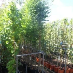 Trompetbloem (Campsis Tagliabuana 'Mme Galen') 15 Trompetbloem (Campsis Tagliabuana 'Mme Galen') -Aanbiedingen Tuin Vitaal Winkel campsis tagliabuana madame galen 200 250 c20 2