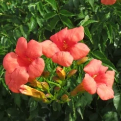 Trompetbloem (Campsis Tagliabuana 'Mme Galen') 17 Trompetbloem (Campsis Tagliabuana 'Mme Galen') -Aanbiedingen Tuin Vitaal Winkel campsis tagliabuana mme galen