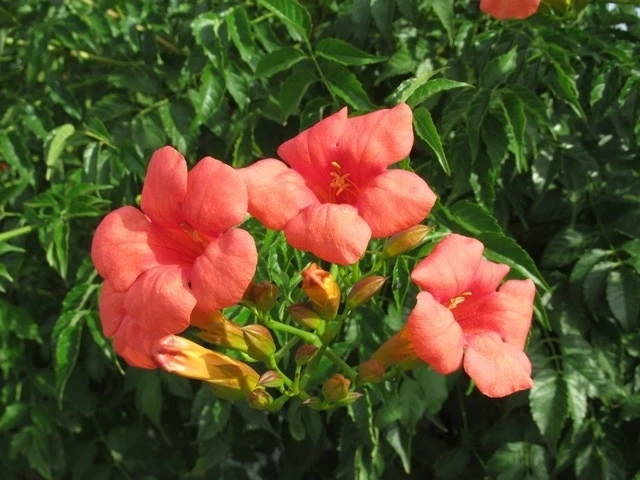 Trompetbloem (Campsis Tagliabuana 'Mme Galen') 9 Trompetbloem (Campsis Tagliabuana 'Mme Galen') - Afbeelding 9