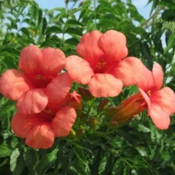 Trompetbloem (Campsis Tagliabuana 'Mme Galen') 16 Trompetbloem (Campsis Tagliabuana 'Mme Galen') -Aanbiedingen Tuin Vitaal Winkel campsis tagliabuana mme galen 2