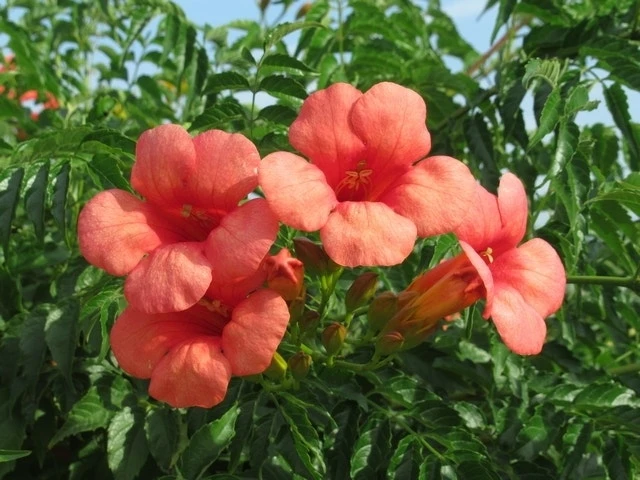 Trompetbloem (Campsis Tagliabuana 'Mme Galen') 8 Trompetbloem (Campsis Tagliabuana 'Mme Galen') - Afbeelding 8