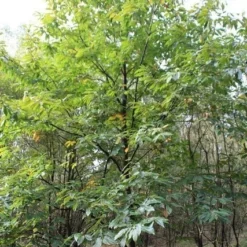 Tamme Kastanje (Castanea Sativa) -Aanbiedingen Tuin Vitaal Winkel castanea sativa tamme kastanje 1
