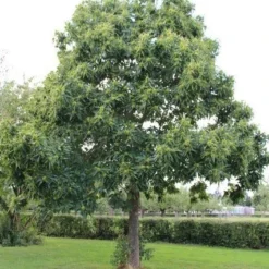 Tamme Kastanje (Castanea Sativa) -Aanbiedingen Tuin Vitaal Winkel castanea sativa tamme kastanje 2