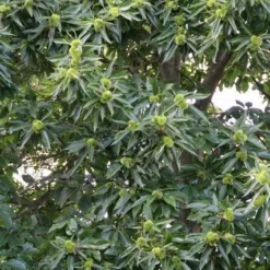 Tamme Kastanje (Castanea Sativa) -Aanbiedingen Tuin Vitaal Winkel castanea sativa tamme kastanje 3