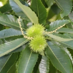 Tamme Kastanje (Castanea Sativa) -Aanbiedingen Tuin Vitaal Winkel castanea sativa tamme kastanje 4
