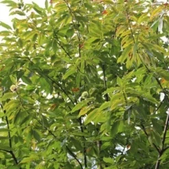 Tamme Kastanje (Castanea Sativa) -Aanbiedingen Tuin Vitaal Winkel castanea sativa tamme kastanje 5