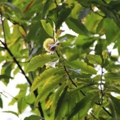 Tamme Kastanje (Castanea Sativa) -Aanbiedingen Tuin Vitaal Winkel castanea sativa tamme kastanje 6