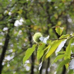 Tamme Kastanje (Castanea Sativa) -Aanbiedingen Tuin Vitaal Winkel castanea sativa tamme kastanje 7