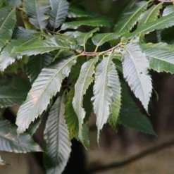 Tamme Kastanje (Castanea Sativa) -Aanbiedingen Tuin Vitaal Winkel castanea sativa tamme kastanje 8