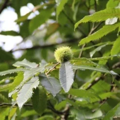 Tamme Kastanje (Castanea Sativa) -Aanbiedingen Tuin Vitaal Winkel castanea sativa tamme kastanje 9