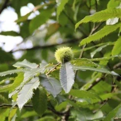 Tamme Kastanje Als Halfstam (Castanea Sativa) -Aanbiedingen Tuin Vitaal Winkel castanea sativa tamme kastanje 9 1