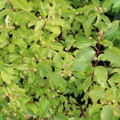 Kogelbloem (Cephalanthus Occidentalis) -Aanbiedingen Tuin Vitaal Winkel cephalanthus occidentalis 2