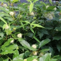 Kogelbloem (Cephalanthus Occidentalis) -Aanbiedingen Tuin Vitaal Winkel cepharanthus occidentalis 1