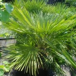 Dwergpalm (Chamaerops Humilis) 18 Dwergpalm (Chamaerops Humilis) -Aanbiedingen Tuin Vitaal Winkel chamaerops humilis 100 125 c50