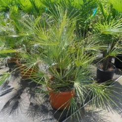 Dwergpalm (Chamaerops Humilis 'Cerifera') -Aanbiedingen Tuin Vitaal Winkel chamaerops humilis cerifera 80 100 c30