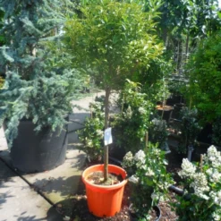 Kumquat (Citrus Kumquat) -Aanbiedingen Tuin Vitaal Winkel citrus japonica kumquat halfstam c50