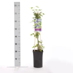 Bosrank (Clematis Alpina) 5 Bosrank (Clematis Alpina) -Aanbiedingen Tuin Vitaal Winkel clematis alpina 1