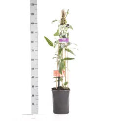 Bosrank, Groenblijvend (Clematis Armandii 'Apple Blossom') 14 Bosrank, Groenblijvend (Clematis Armandii 'Apple Blossom') -Aanbiedingen Tuin Vitaal Winkel clematis apelblossom 1.00 1.25