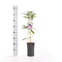 Bosrank, Groenblijvend (Clematis Armandii) -Aanbiedingen Tuin Vitaal Winkel clematis armandii 1