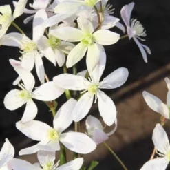 Bosrank, Groenblijvend (Clematis Armandii 'Apple Blossom') -Aanbiedingen Tuin Vitaal Winkel clematis armandii apple blossom 2 1