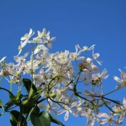 Bosrank, Groenblijvend (Clematis Armandii 'Apple Blossom') 12 Bosrank, Groenblijvend (Clematis Armandii 'Apple Blossom') -Aanbiedingen Tuin Vitaal Winkel clematis armandii apple blossom 4