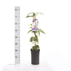 Bosrank, Groenblijvend (Clematis Armandii 'Apple Blossom') -Aanbiedingen Tuin Vitaal Winkel clematis armandii apple blossom 1