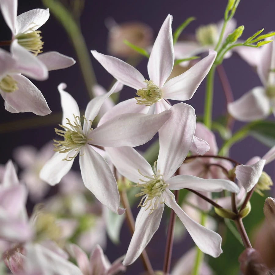 Bosrank, Groenblijvend (Clematis Armandii 'Apple Blossom') 7 Bosrank, Groenblijvend (Clematis Armandii 'Apple Blossom') - Afbeelding 7