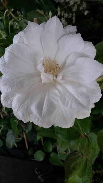 Bosrank (Clematis 'Duchess Of Edinburgh') 2 Bosrank (Clematis 'Duchess Of Edinburgh') - Afbeelding 2