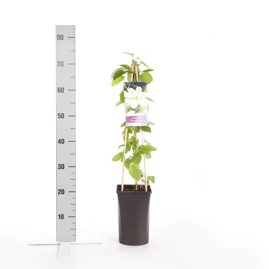 Bosrank (Clematis 'Guernsey Cream') 2 Bosrank (Clematis 'Guernsey Cream') - Afbeelding 2