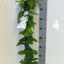 Bosrank (Clematis 'Henryi') -Aanbiedingen Tuin Vitaal Winkel clematis henryi 80 100 c2