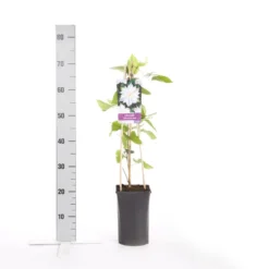 Bosrank (Clematis 'Jackmanii Alba') -Aanbiedingen Tuin Vitaal Winkel clematis jackmanii alba