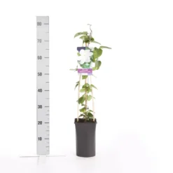 Bosrank (Clematis 'Madame Le Coultre') -Aanbiedingen Tuin Vitaal Winkel clematis madame le coultre 1
