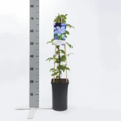 Bosrank (Clematis 'Mrs Cholmondeley') -Aanbiedingen Tuin Vitaal Winkel clematis mrs. cholmondeley 1