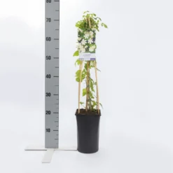 Bosrank (Clematis 'Paul Farges') -Aanbiedingen Tuin Vitaal Winkel clematis paul farges 1