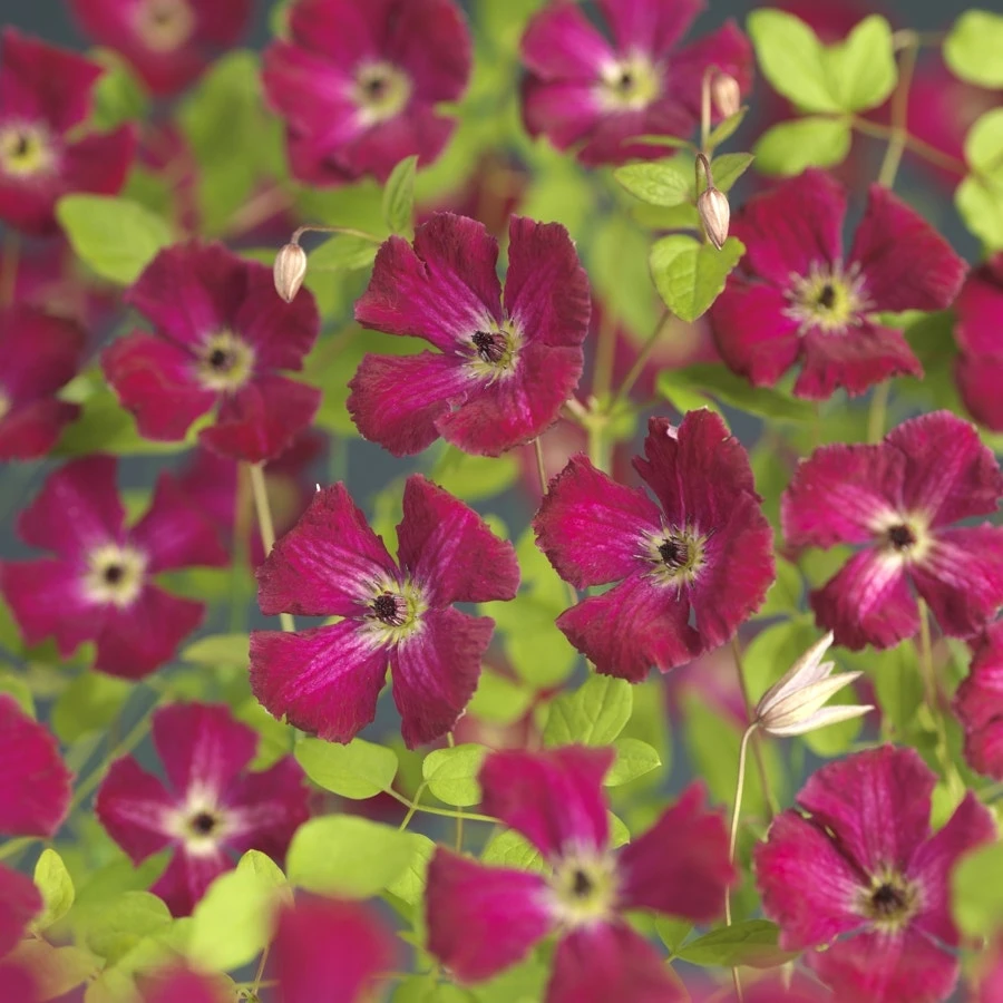 Bosrank (Clematis Viticella 'Rubra') 1 Bosrank (Clematis Viticella 'Rubra')