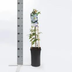 Bosrank (Clematis 'Yukikomachi') 7 Bosrank (Clematis 'Yukikomachi') -Aanbiedingen Tuin Vitaal Winkel clematis yukikomachi 1