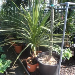 Cordyline (Cordyline Australis) 20 Cordyline (Cordyline Australis) -Aanbiedingen Tuin Vitaal Winkel cordyline australis 125 150 c20