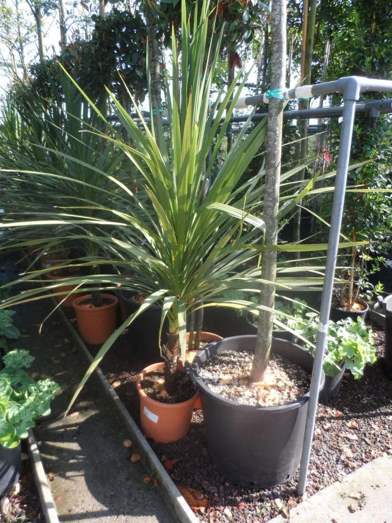Cordyline (Cordyline Australis) 7 Cordyline (Cordyline Australis) - Afbeelding 7