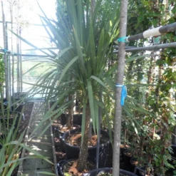 Cordyline (Cordyline Australis) 21 Cordyline (Cordyline Australis) -Aanbiedingen Tuin Vitaal Winkel cordyline australis 150 175 cont