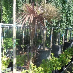 Cordyline (Cordyline Australis 'Atropurpurea') -Aanbiedingen Tuin Vitaal Winkel cordyline australis red star 150 175 c25