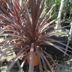 Cordyline (Cordyline Australis 'Atropurpurea') -Aanbiedingen Tuin Vitaal Winkel cordyline australis red star c10